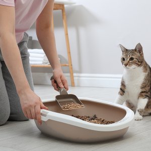 Cat Litter & Litter Essentials