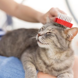Pet Care & Health