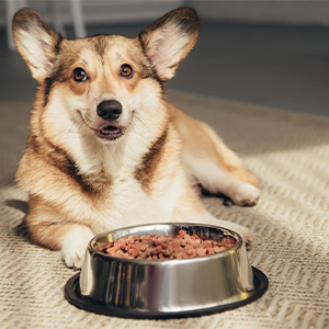 Dog Food