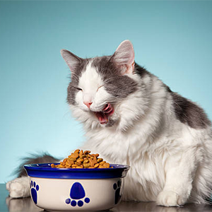 Cat Food
