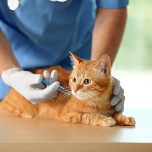 Vaccination & Vet Service
